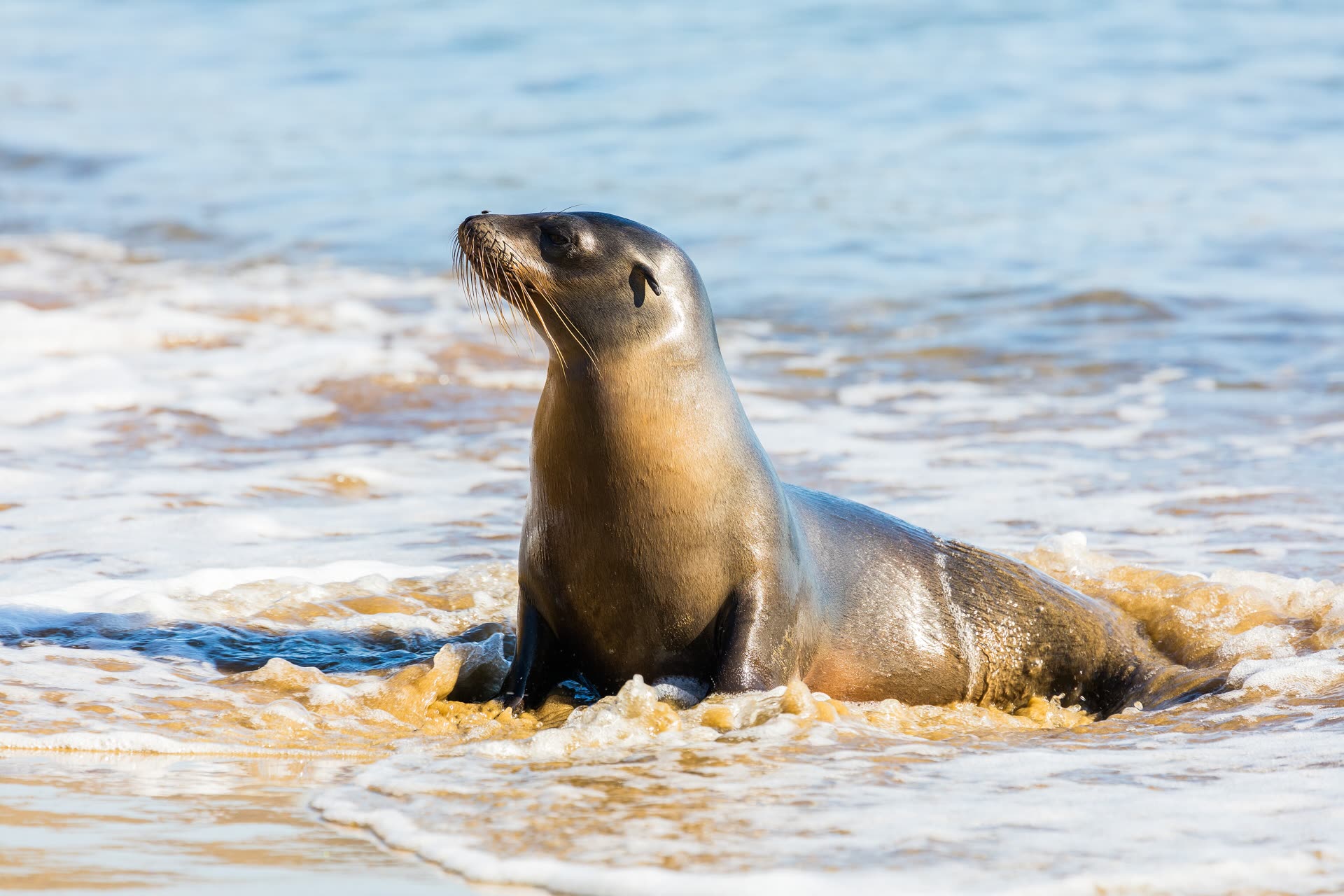 Galapagos